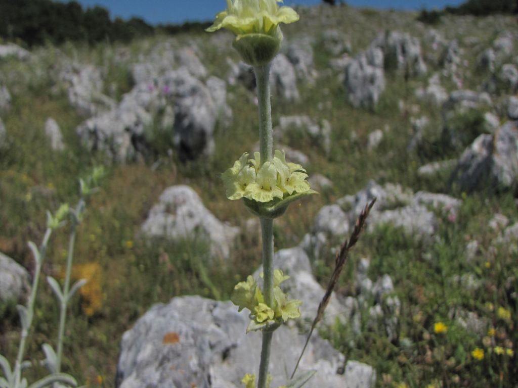 Stachys italica (= Sideritis syriaca) / Stregonia siciliana